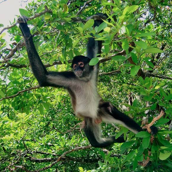 Coba Mayan Tour Tour in Riviera Maya