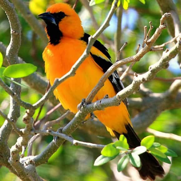 Birding Tour in Riviera Maya