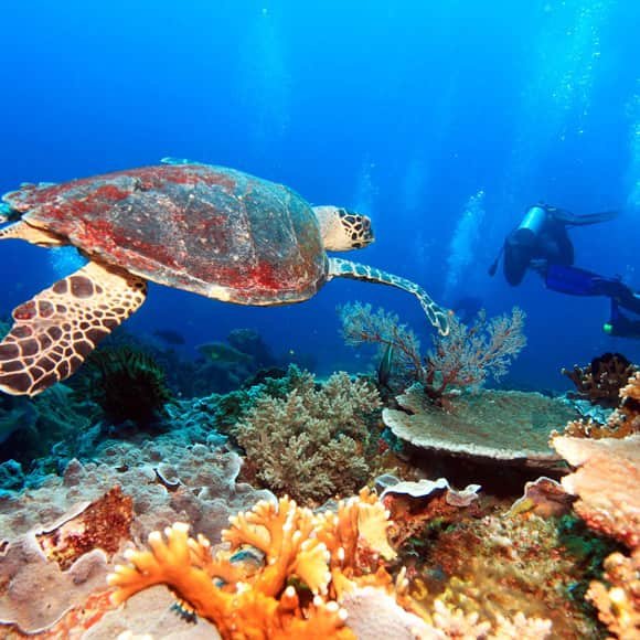 Scuba Diving Tour in Riviera Maya