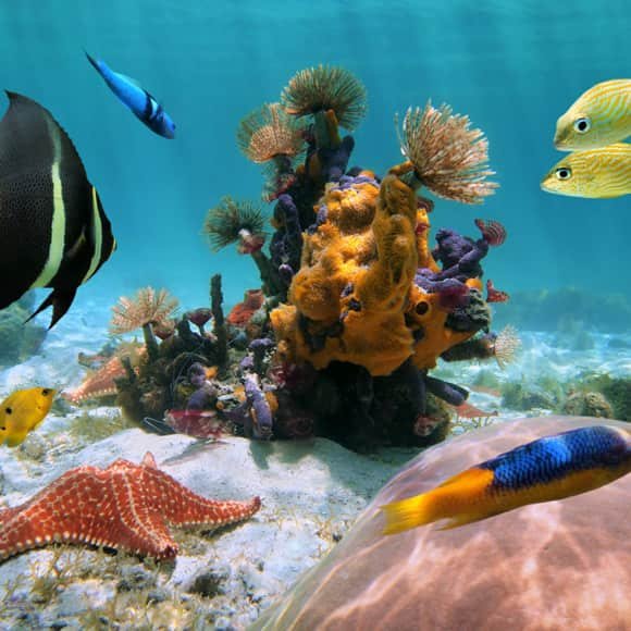 Snorkeling Excursions Tour in Riviera Maya